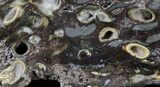 Slab Fossil Teredo (Shipworm Bored) Wood - England #40353-1